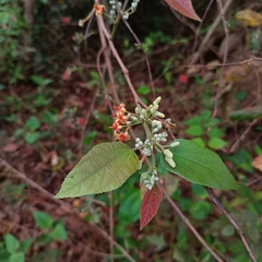 Grewia tiliifolia