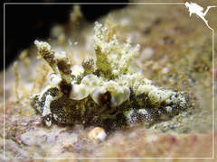 Goniodoris joubini