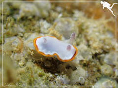 Goniobranchus rubrocornutus