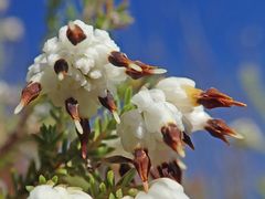 Erica cumuliflora