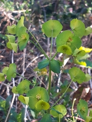 Euphorbia