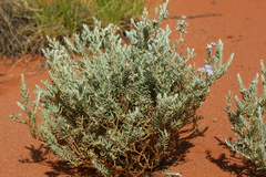 Dicrastylis lewellinii