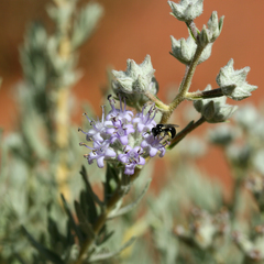 Dicrastylis lewellinii