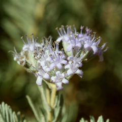 Dicrastylis lewellinii