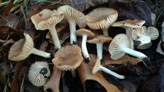 Cuphophyllus colemannianus