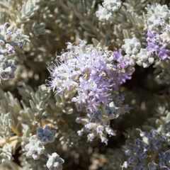 Dicrastylis lewellinii