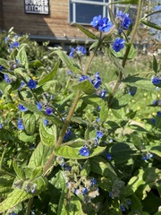 Pentaglottis sempervirens