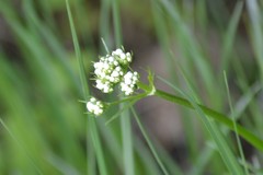 Valeriana uliginosa