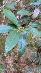 Hedycarya angustifolia