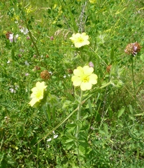 Potentilla recta obscura