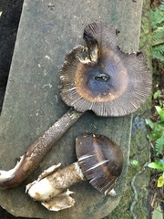 Amanita pekeoides