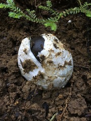 Amanita pekeoides