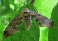 Daphnusa ocellaris