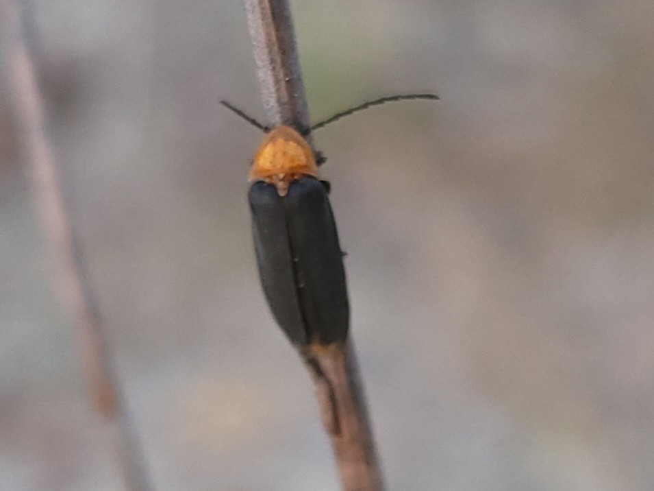 Florida Scrub Dark Firefly