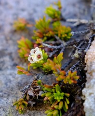 Erica depressa