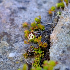 Erica depressa