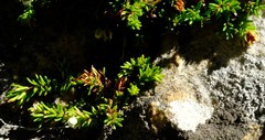 Erica depressa
