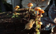 Xeromphalina cauticinalis pubescentipes