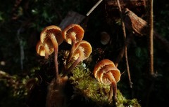 Xeromphalina cauticinalis pubescentipes
