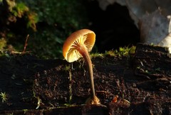 Xeromphalina cauticinalis pubescentipes
