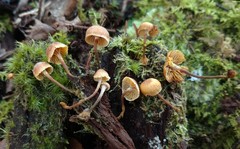 Xeromphalina cauticinalis pubescentipes