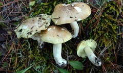 Tricholoma intermedium