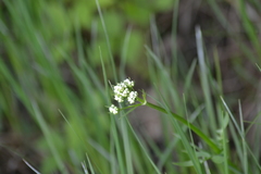 Valeriana uliginosa
