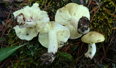 Tricholoma intermedium