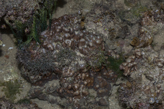 Helioporidae