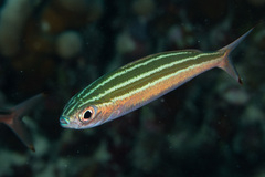 Pterocaesio trilineata