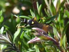 Ichneumon stramentor
