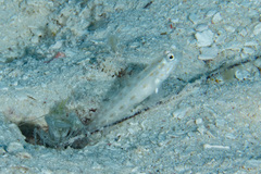 Ctenogobiops pomastictus