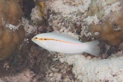 Halichoeres scapularis