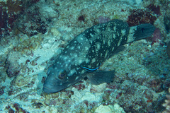 Epinephelus coeruleopunctatus