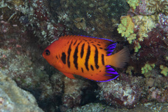 Centropyge loriculus