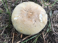 Agaricus didymus