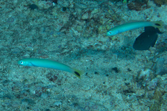 Ptereleotris heteroptera