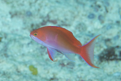 Pseudanthias cooperi