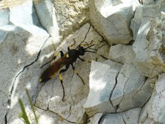 Ichneumon stramentor