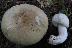 Agaricus didymus