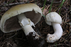 Agaricus didymus