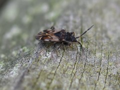 Scolopostethus decoratus