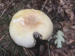 Agaricus didymus