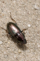 Harpalus