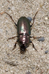 Harpalus
