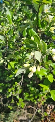 Styrax officinalis