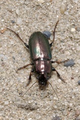 Harpalus