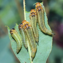 Lophyrotoma interrupta