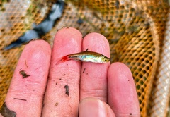 Rasbora borapetensis