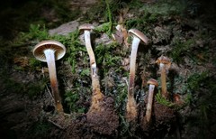 Xeromphalina cauticinalis pubescentipes